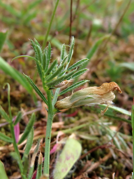 yellow vetch / Vicia lutea: _Vicia lutea_ is a hairier plant than _Vicia sativa_, with smaller stipules and pale yellow flowers.