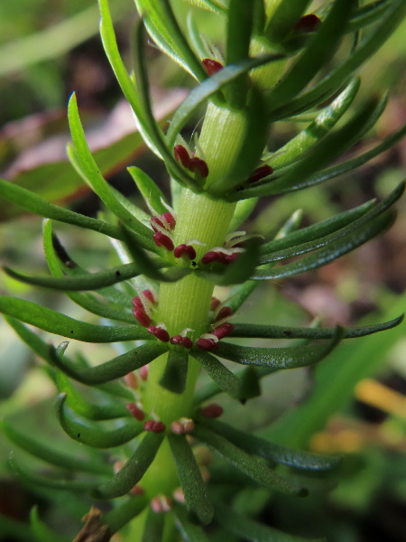 mare’s-tail / Hippuris vulgaris: The flowers of _Hippuris vulgaris_ are reduced to the bare minimum: a single stamen and/or a single stigma.