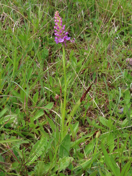 heath fragrant orchid / Gymnadenia borealis: _Gymnadenia borealis_ is a species (formerly subspecies) of fragrant orchid found mostly in Scotland and the north of England.