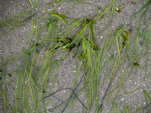 dwarf eelgrass / Zostera noltei: _Zostera noltei_ grows in sand or mud under shallow sea-water.
