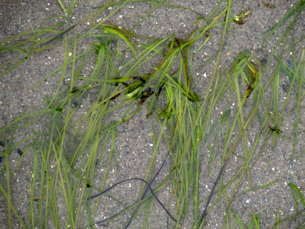 dwarf eelgrass / Zostera noltei