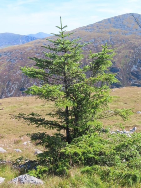 Sitka spruce / Picea sitchensis: _Picea sitchensis_ has been widely planted and is now frequently naturalised, especially in upland regions.