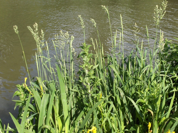 wood small-reed / Calamagrostis epigejos: Habitus