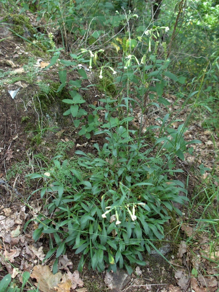 Nottingham catchfly / Silene nutans: Despite its vernacular name, _Silene nutans_ grows not in Nottingham, but on England’s south coast, Wales’ north coast, in the Peak District, and around Montrose.