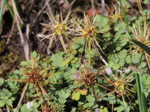 glaucous pirri-pirri bur / Acaena caesiiglauca: _Acaena caesiiglauca_ is a trailing plant from New Zealand with glaucous leaves and barbed spines; it is an occasional escape in the British Isles.
