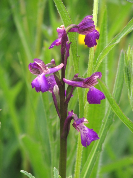 green-winged orchid / Anacamptis morio: There can be considerable variation in overall colour, from nearly white to dark purple, which can conceal the green colouration of the veins on the wings.