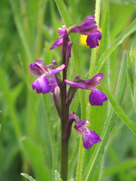 green-winged orchid / Anacamptis morio