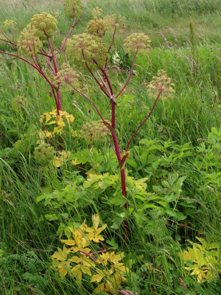 garden angelica / Angelica archangelica: _Angelica archangelica_ is a robust garden plant that has become established on the rivers Mersey, Aire, Thames, Soar and Trent, and on the Merseyside coast, and occurs as a casual elsewhere.