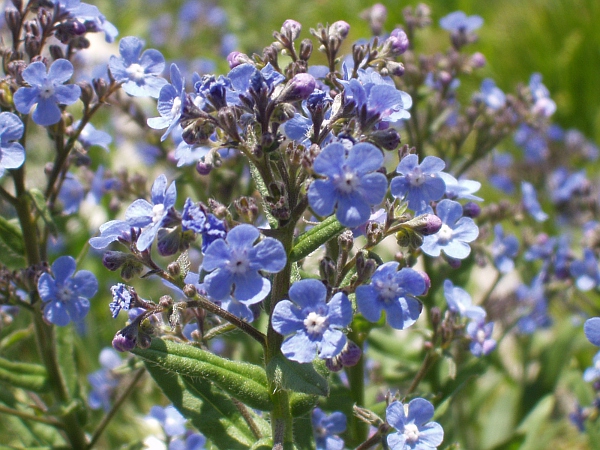 false alkanet / Cynoglottis barrelieri