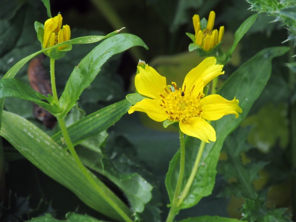 niger / Guizotia abyssinica: _Guizotia abyssinica_ is a frost-sensitive East African species grown for its seed, which is used as feed for small finches.