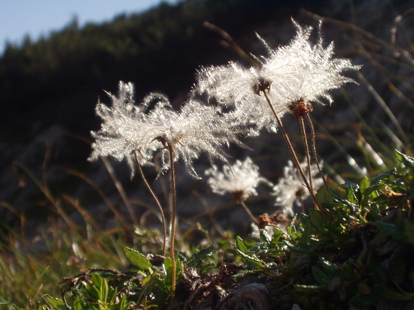 mountain avens / Dryas octopetala: _Dryas octopetala_ is fairly common in parts of Scotland and Ireland but rare in England and Wales; its fruits are achenes adapted for wind-dispersal.