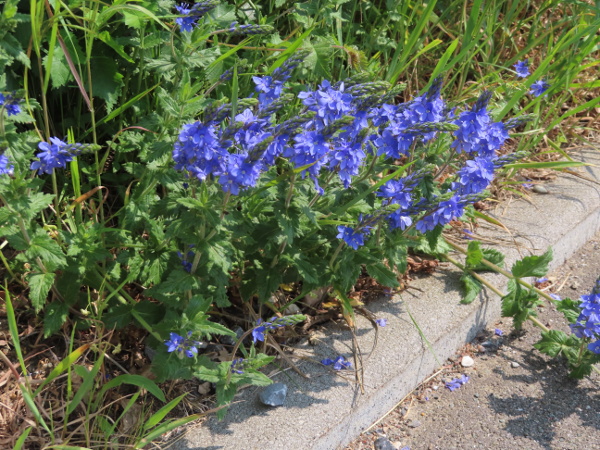 large speedwell / Veronica teucrium: _Veronica teucrium_ is widespread in continental Europe, but only occurs as a rare garden escape in Great Britain; it has tall axillary spikes of blue flowers.