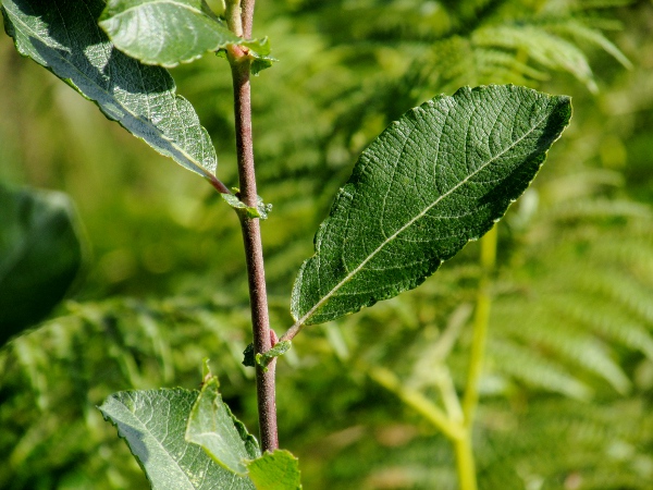 grey willow / Salix cinerea: Leaf and persistent stipules
