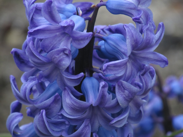 hyacinth / Hyacinthus orientalis: The tepals of _Hyacinthus orientalis_ are fused for much of their length to form a corolla-tube.