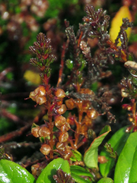 heather / Calluna vulgaris: The fruiting capsule is concealed within the brown, desiccated petals.