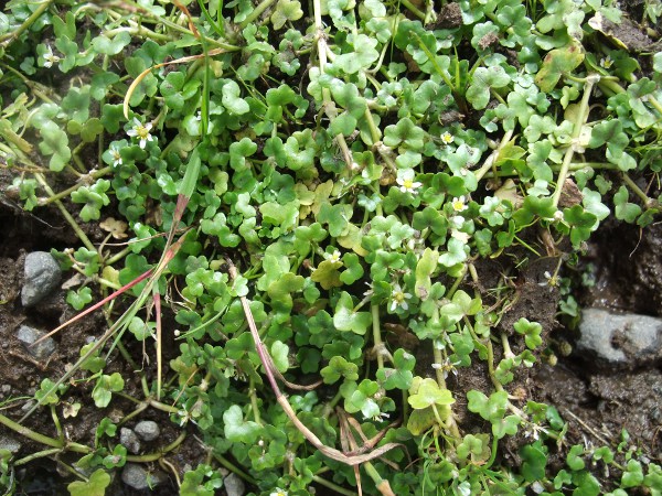 ivy-leaved crowfoot / Ranunculus hederaceus