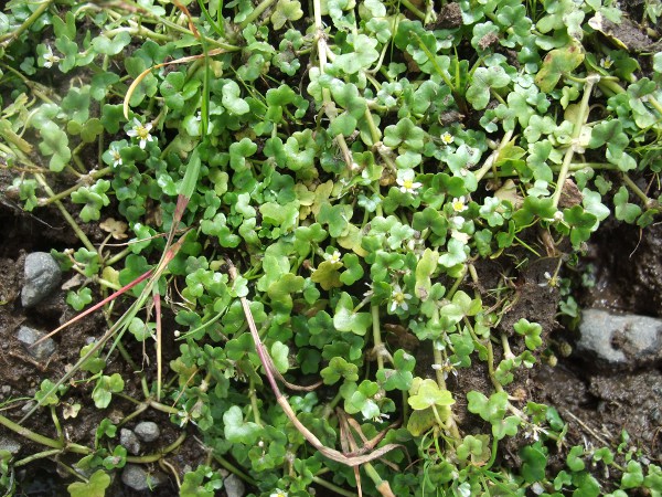 ivy-leaved crowfoot / Ranunculus hederaceus: _Ranunculus hederaceus_ grows in almost stagnant water across the British Isles, but is rare in central and eastern England, central Ireland and the Scottish Highlands.