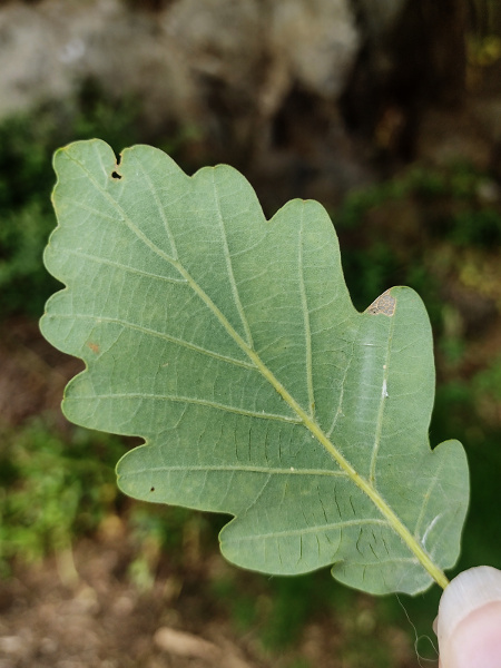 hybrid oak / Quercus × rosacea
