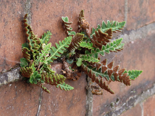rustyback / Asplenium ceterach: _Asplenium ceterach_ is widespread in Ireland, Wales and much of England, but rarer in eastern England and Scotland; it has leaves with unaligned lobes and seems to sporulate from the whole underside of the leaf.