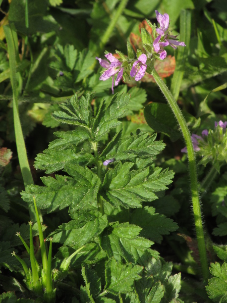 musk storksbill / Erodium moschatum