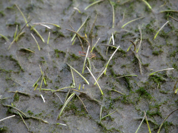 dwarf spike-rush / Eleocharis parvula