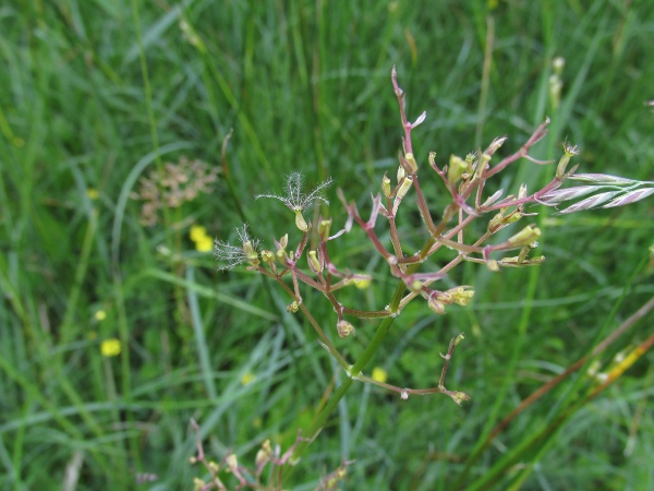 marsh valerian / Valeriana dioica