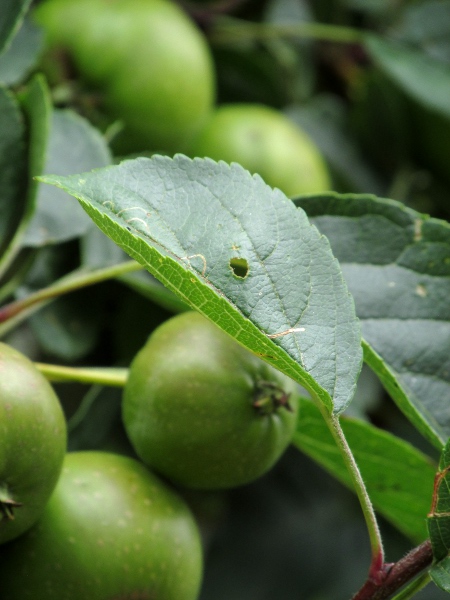 crab apple / Malus sylvestris: The leaves of _Malus sylvestris_ are also almost hairless on both sides.