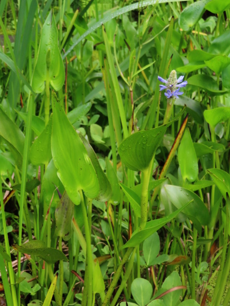 pickerelweed / Pontederia cordata: _Pontederia cordata_ is an  aquatic plant with distinctive rounded, cordate leaves and spikes of blue or purple flowers; it is native to the Americas, and can be a dangerous invasive elsewhere.