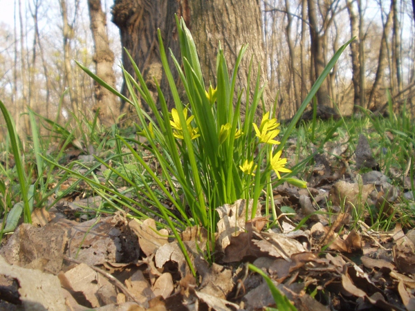 yellow Star-of-Bethlehem / Gagea lutea: _Gagea lutea_ is an early-flowering plant of damp, shady and base-rich habitats; Great Britain is at the western limit of its range.