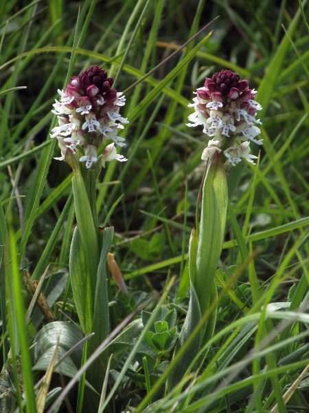 burnt orchid / Neotinea ustulata: _Neotinea ustulata_ occurs in base-rich grasslands across England, especially in and around Salisbury Plain.