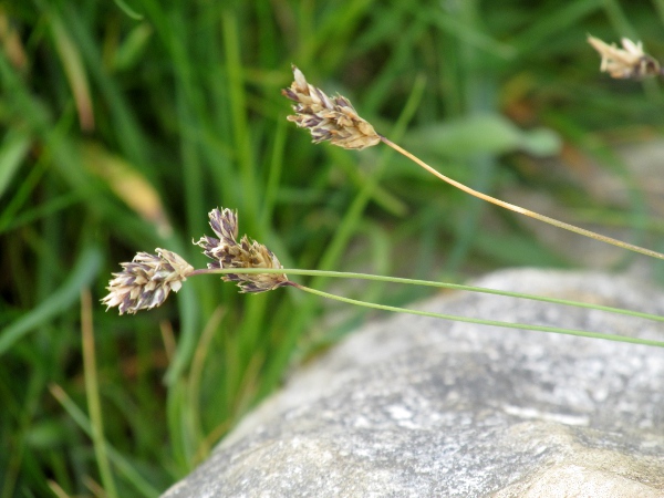 blue moor-grass / Sesleria caerulea