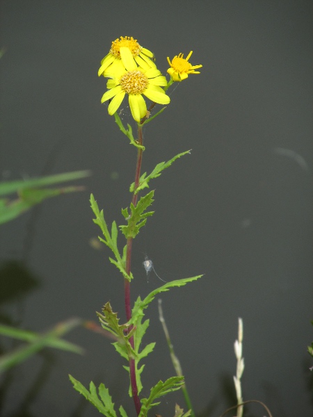 Oxford ragwort / Senecio squalidus: _Senecio squalidus_ has hairless leaves and stems.