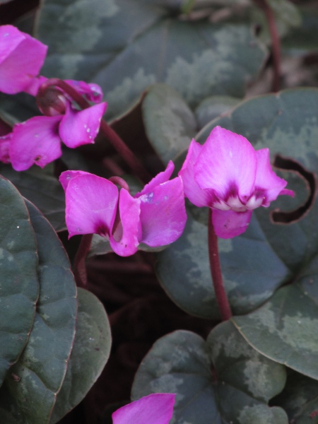 eastern sowbread / Cyclamen coum: The petals of _Cyclamen coum_ each have a dark purple blotch at the base.