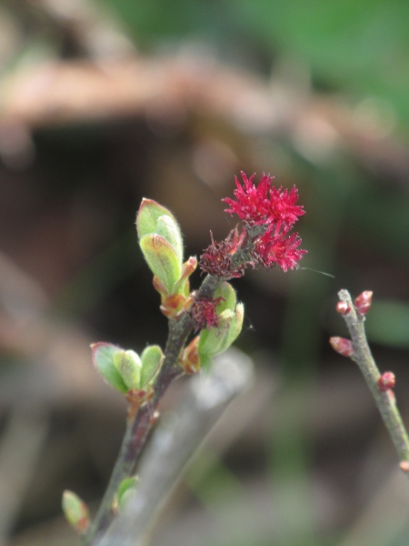 bog myrtle / Myrica gale: Female plants produce smaller, bright red spikes of female flowers.