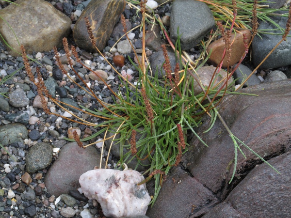 sea plantain / Plantago maritima: _Plantago maritima_ grows along the coast around the British Isles; in the north, it also occurs on roadsides and mountainsides.