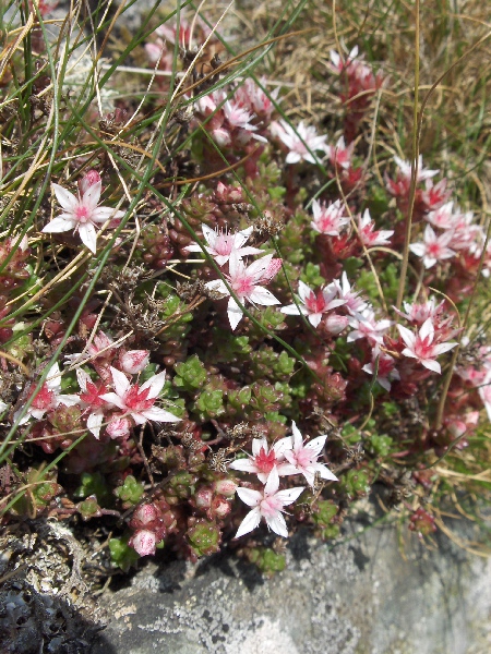 English stonecrop / Sedum anglicum: In flower