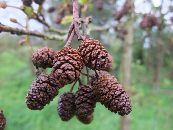 alder / Alnus glutinosa: The fruits of _Alnus glutinosa_ are shed from woody ‘cones’.