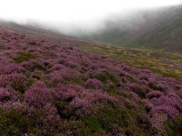 heather / Calluna vulgaris: _Calluna vulgaris_ is often the dominant plant in heaths and moorland across the British Isles.