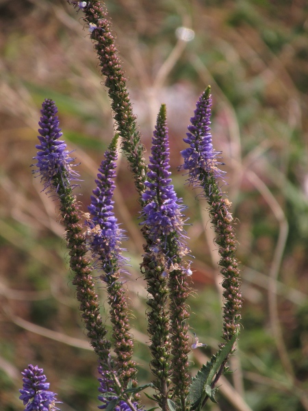 garden speedwell / Veronica longifolia