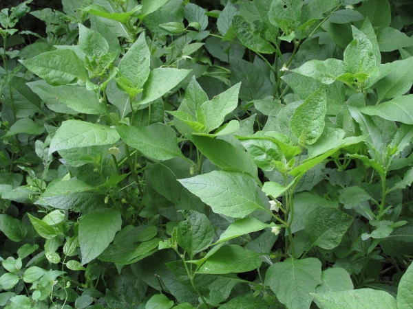 Chinese lantern / Alkekengi officinarum: _Alkekengi officinarum_ is a continental European species widely grown for its decorative fruit.