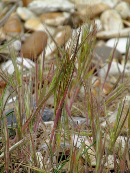 compact brome / Anisantha madritensis: _Anisantha madritensis_ is a short brome, mostly found in more southerly coastal areas.