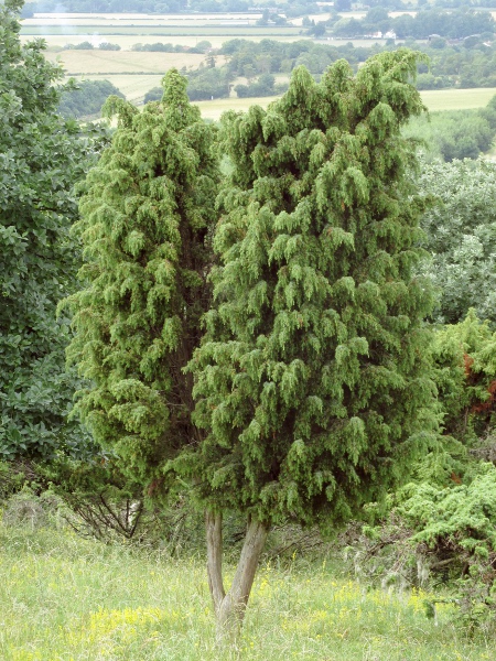 common juniper / Juniperus communis subsp. communis: _Juniperus communis_ subsp. _communis_ is, unlike the other subspecies, typically an upright tree; it grows on calcareous downs in southern England, but on rocky moorland and coasts in North Wales, northern England, Scotland and Ireland.