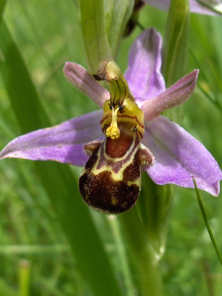 bee orchid / Ophrys apifera: The flowers of _Ophrys apifera_ are adapted to mimic _Andrena_ bees, but the plants in the British Isles are mostly self-pollinating.