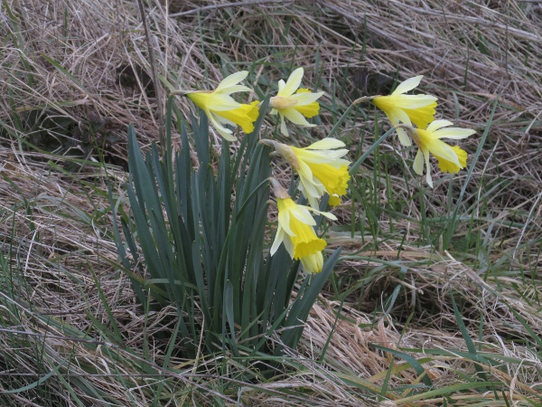 pale-flowered daffodil / Narcissus macrolobus: _Narcissus macrolobus_ is a pale-tepalled daffodil native to France and perhaps Spain, although authorities there treat it as part of the widespread and variable _Narcissus pseudonarcissus_.