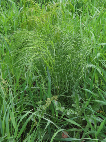 hog’s fennel / Peucedanum officinale