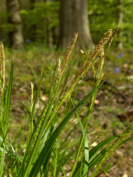 thin-spiked wood-sedge / Carex strigosa: The inflorescences of _Carex strigosa_ are narrower than those of _Carex sylvatica_, with rounded, unbeaked utricles.