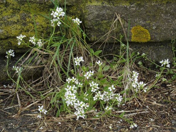 English scurvy-grass / Cochlearia anglica: _Cochlearia anglica_ has larger flowers than our other _Cochlearia_ species.