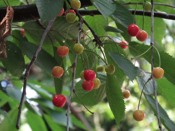 wild cherry / Prunus avium: The fruit of _Prunus avium_ can be various colours from yellow to black.