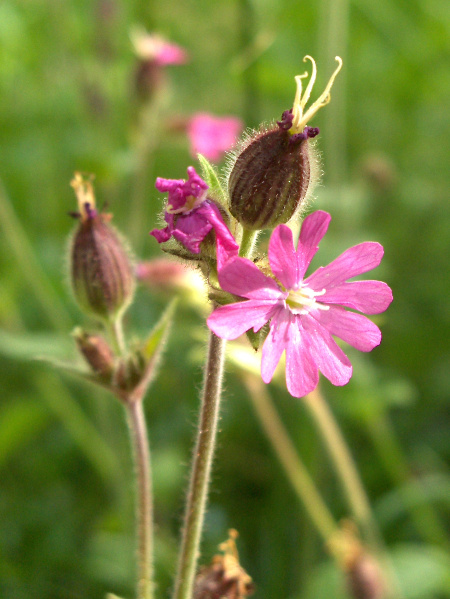 red campion / Silene dioica: Female plants of _Silene dioica_ have an inflated calyx and stigmas but no functional stamens.