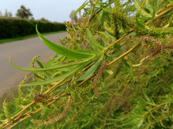 weeping crack-willow / Salix × pendulina: _Salix_ × _pendulina_ differs from _Salix_ × _sepulcralis_ in its hairless leaves.